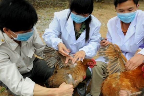 В Латвии снова зафиксированы случаи  птичьего гриппа