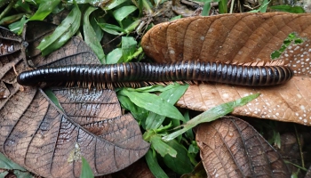 Madagaskarā atrod 30 cm garu retu tūkstoškāji. Bebrs - dzīvnieku pasaules arhitekts