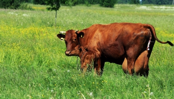 Godam nes Latvijas vārdu: Latvijas brūnā govs