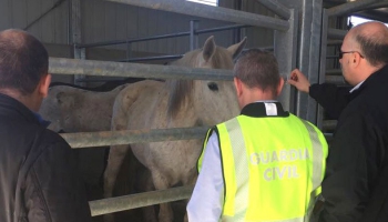 Izmeklētāji: Nelegālā zirga gaļas tīkla īpašnieku ienākumi - līdz 20 miljoniem eiro gadā