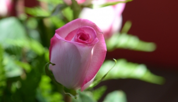 Pareiza vieta, augsne un iestādīšana - un roze priecēs dārzā ilgus gadus