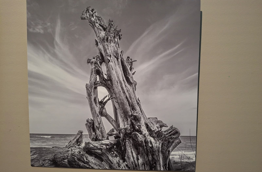 Talsu Krūmu mākslas grupa 