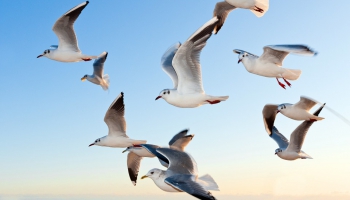 Putnu un zemūdens dzīvnieku vērošanas iespējas tiešsaistē. Šī gada jaunumi