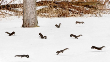 Naktsāķis 16.01.2026