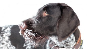 Naktsāķis 12.12.2025