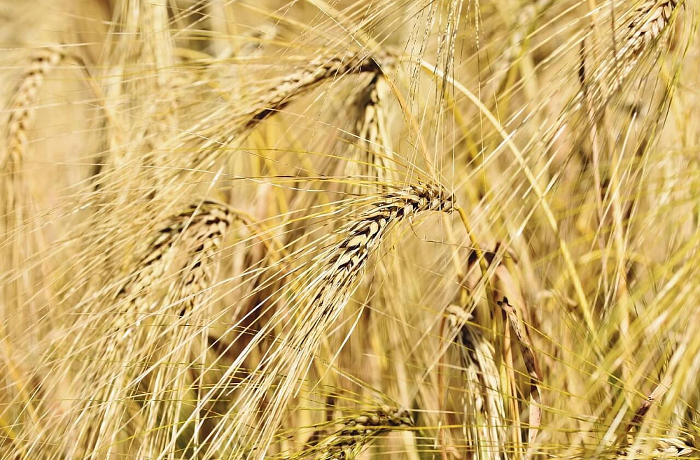 Laikapstākļi ietekmē ražu: kopumā neražas gads, bet ir patīkami pārsteigumi
