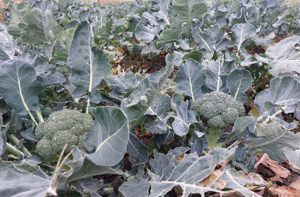 Arī bioloģisko dārzeņu raža šogad ir sliktāka, bet pieprasījums ir liels Arī bioloģisko dārzeņu raža šogad ir sliktāka, bet pieprasījums ir liels