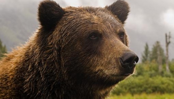 «Их стало больше». В Латвии растет популяция медведей