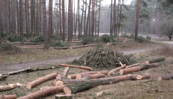 Diskusija: Vajag vai nevajag retināt Rīgas mežus?