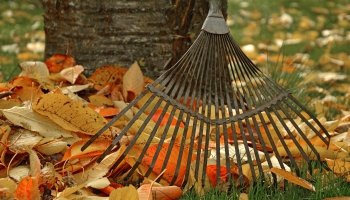 Dārza darbi: Kompostējam koku lapas un apgriežam noražojušās rudens avenes