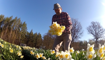 Narcišu audzētājs no Rencēniem ziedus realizē Rīgā