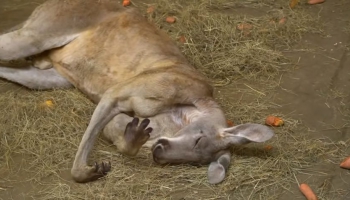 Rīgas Zoo lūdz: Atļaujiet ķenguram Kingarū gulēt tā, kā viņam patīk