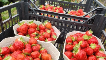 Sākas vietējo zemeņu sezona. Strauji pieaudzis imports no Grieķijas