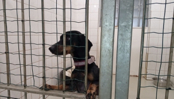 Dzīvnieku labturība: cilvēki arvien pārkāpj dzīvnieku tiesības