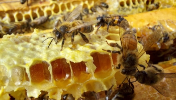 Vai zini, ka bites pašas neražo dažādu ziedu medu?
