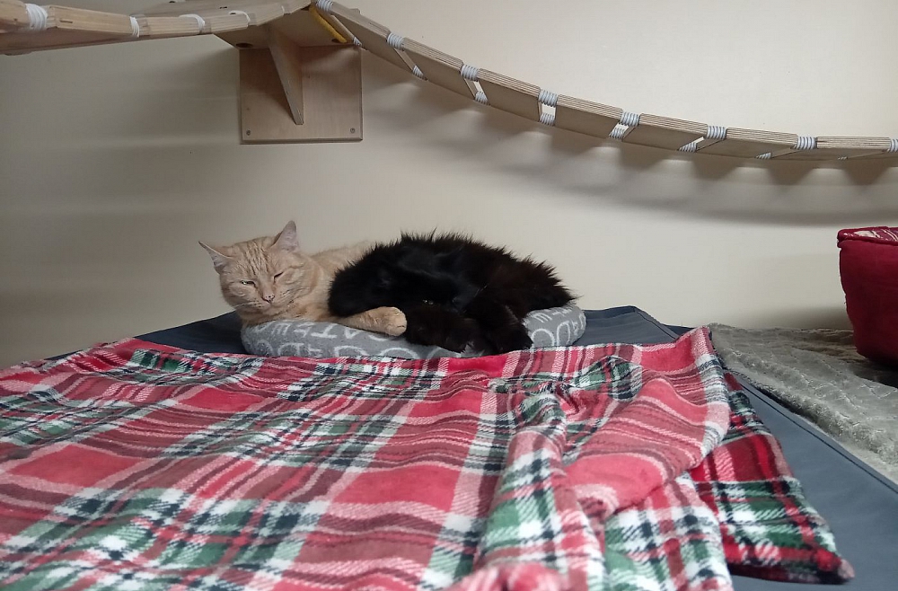 dzivnieku patversme kakis