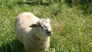Kā kļūt par aitkopi?  Sarunas ar aitkopjiem Jeru pagasta saimniecībā "Klimpas"