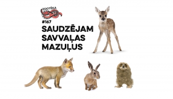 Zootēka #167: Saudzējam savvaļas mazuļus! Zooloģe Inta Lange