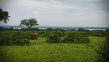 Ugandas veiksmes stāsts: ziloņu skaits šajā valstī pēdējos gados pieaug