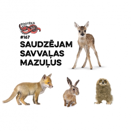 Zootēka #167: Saudzējam savvaļas mazuļus! Zooloģe Inta Lange