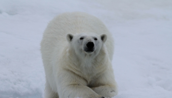 Balto lāču dzīve un klimata pārmaiņām veltīta izstāde