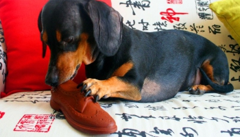 Toms Grēviņš stāsta pasaku "Suns par kurpnieku"