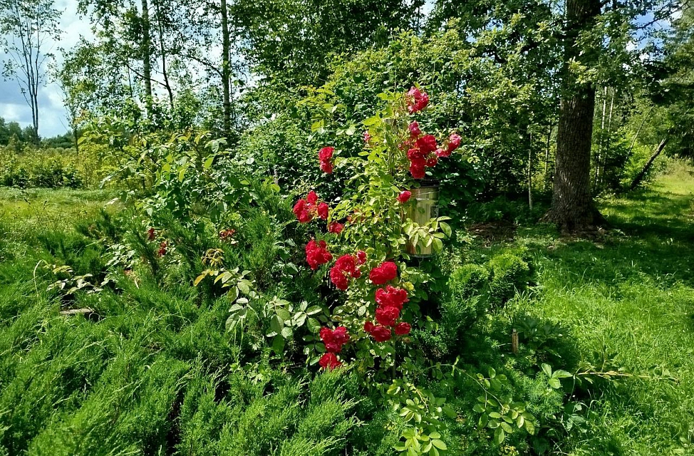 Жанна Вагале