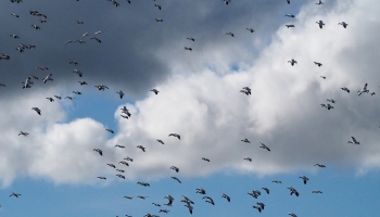 Rudens - putnu migrācijas laiks, nopietnu pārbaudījumu laiks lidoņiem