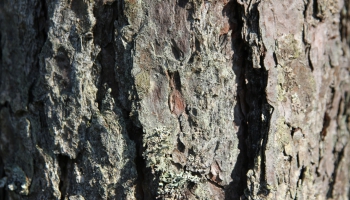 Паразиты, химия или отравленный воздух: что происходит с деревьями в Риге