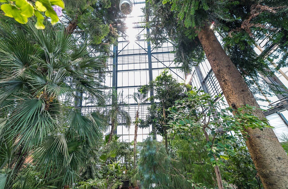 Palmu māja Botāniskais dārzs