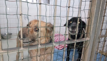 Likumi ir sakārtoti, izpilde klibo: joprojām dzīvnieki nav pasargāti no pāridarītājiem