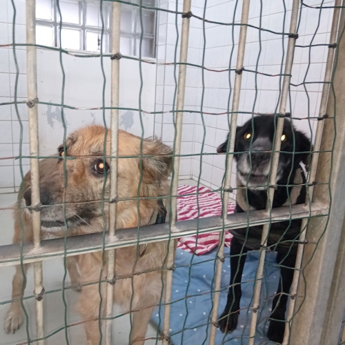 Likumi ir sakārtoti, izpilde klibo: joprojām dzīvnieki nav pasargāti no pāridarītājiem