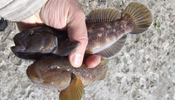 Kurzemes piekrastē sāksies apaļā jūrasgrunduļa pētnieciskā zveja