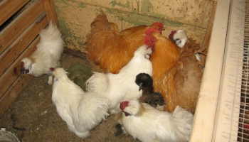 PVD brīdina par putnu gripas izplatību un aicina pastiprināt biodrošību