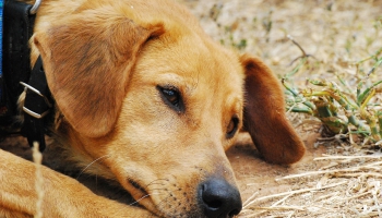Собака на цепи: как избавиться от жестокого пережитка прошлого?