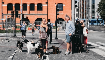  Vai Rīga ir draudzīga pilsēta suņiem?