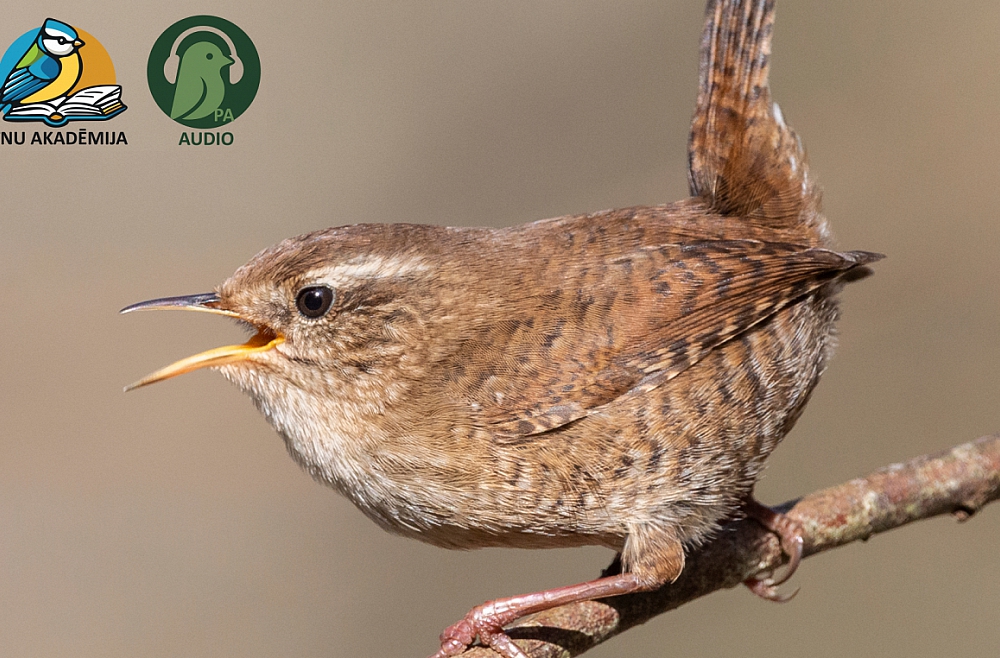 Iespējas iepazīt putnu pasauli un kāpēc šīs zināšanās ir svarīgas? Iespējas iepazīt putnu pasauli un kāpēc šīs zināšanās ir svarīgas?