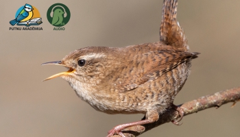 Iespējas iepazīt putnu pasauli un kāpēc šīs zināšanās ir svarīgas?