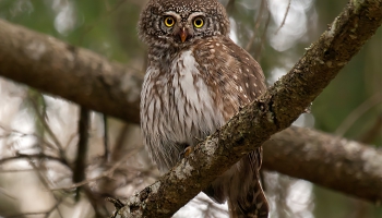 Apodziņš - mazākā Eiropas pūcīte -  ir gada putns 2026 Latvijā