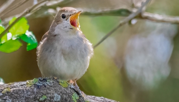 Вдохновляться природой: музыка разных народов, отображающая пение птиц