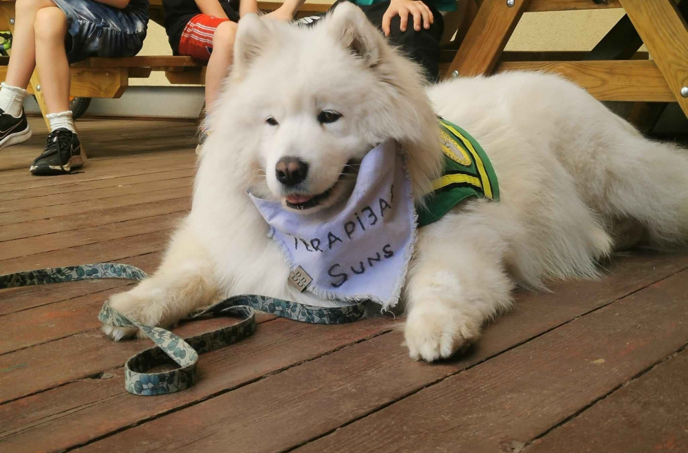 Kāds ir rezultāts, kuru var panākt sadarbojoties ar dzīvnieku? Kāds ir rezultāts, kuru var panākt sadarbojoties ar dzīvnieku?