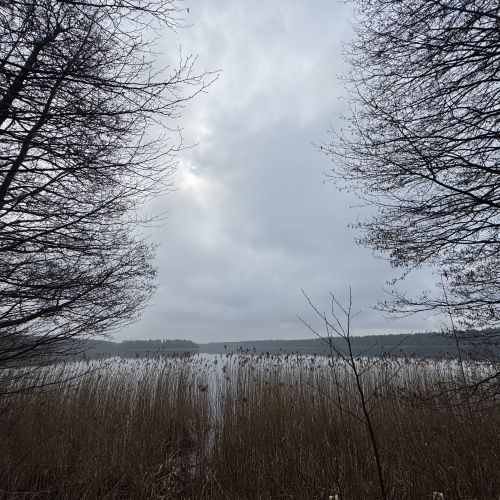 Saruna ar Dambi un mūzikas jaunumi 