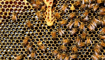 Sensori ļaus biškopjiem attālināti uzraudzīt bišu dravas