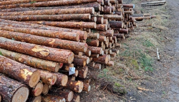 Вырубка латвийских лесов: кто виноват и что делать?