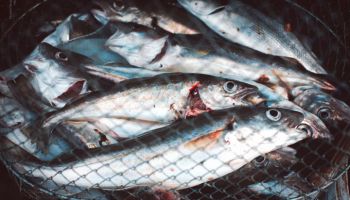 Ar Eiropas naudu zvejnieku saimniecībās no zivīm nepaliks pat astes