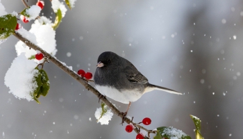 Naktsāķis 02.01.2026