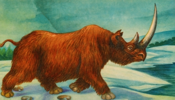 Vai zini, ka Latvijas teritorijā ledus laikmeta beigās dzīvojis spalvainais degunradzis?