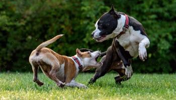 Sastopas divi suņi: vai laist draudzēties un kā rīkoties agresijas gadījumā