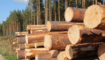 Vērtē grozījumus noteikumos "Par koku ciršanu mežā"