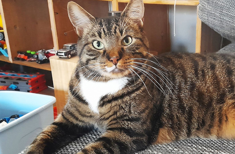 gimst-Silini Varis Evija